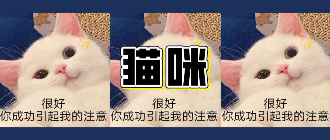 可爱小猫咪的文案：合集短句 抖音最火文案精选