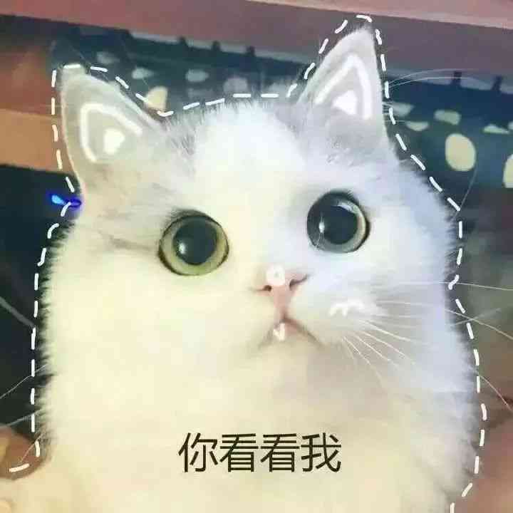 神秘猫咪神奇变身，搞笑表情包大     