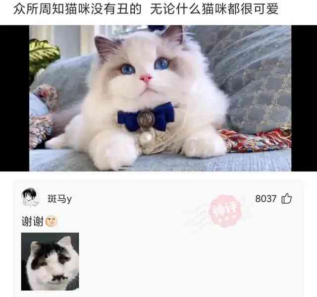 猫ai变身文案