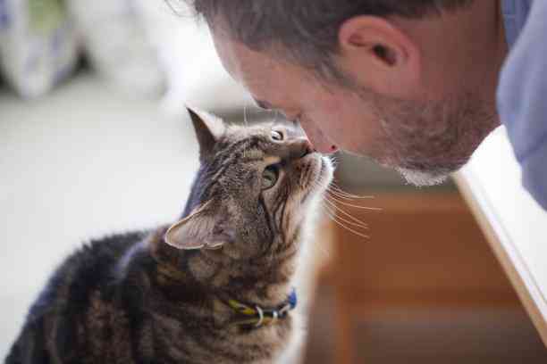 探究猫真实行为：揭开猫虚伪现象背后的真相