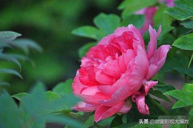 关于牡丹花文案：简短句子撰写与说说分享指南