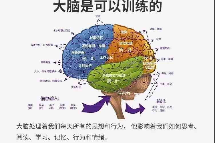 官方大脑训练：提升智力、挑战脑力，一键获取个性化训练方案