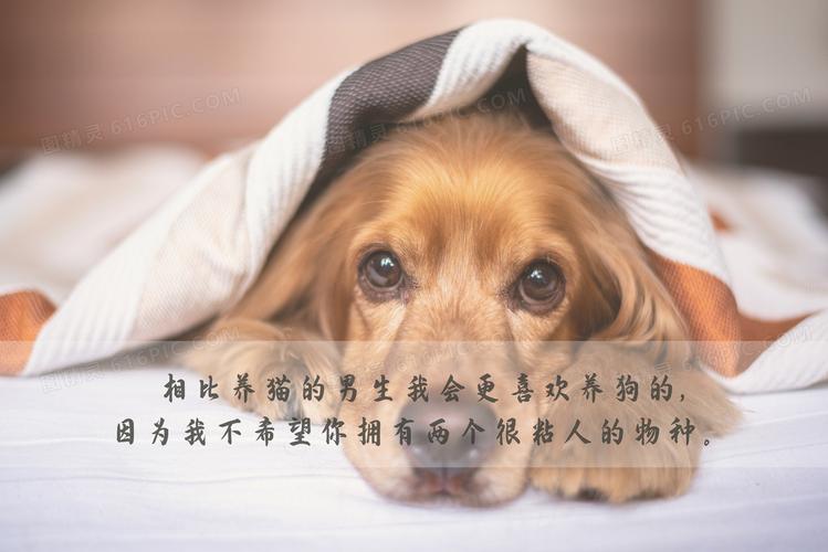 狗狗搞笑文案大     ：全面攻略，解决所有宠物犬幽默表达需求