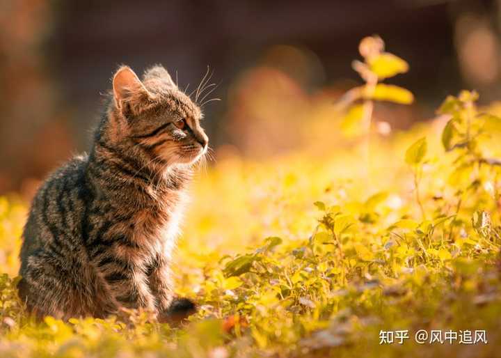 关于狸花猫的文案：短句汇编与句子创意撰写