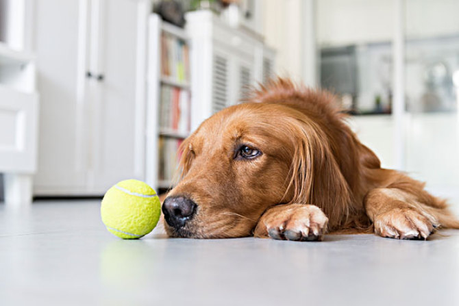 爱犬的文案：短句干净治愈，关于爱犬的说说与句子