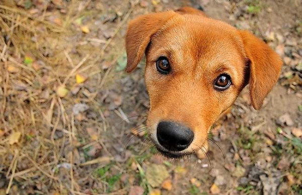 宠物犬心灵短句：狗狗情感文案精选集