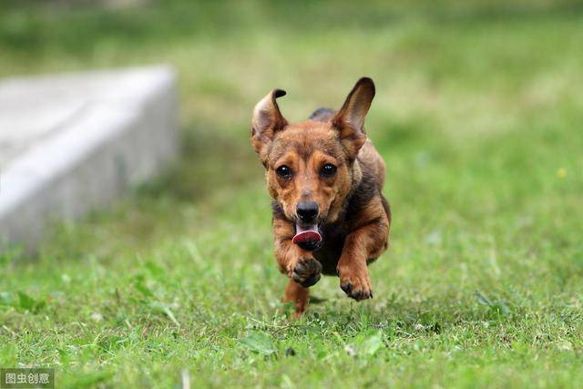 宠物犬心灵短句：狗狗情感文案精选集