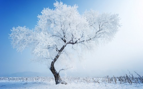 下雪文案可爱：打造有趣又暖心的雪天句子集锦