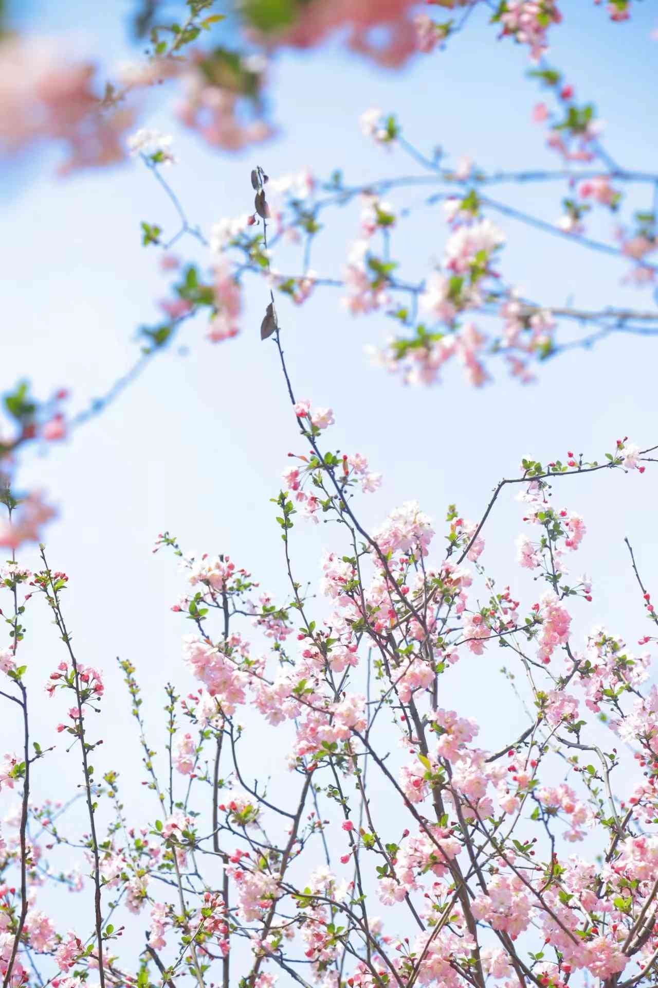 春日诗意：繁花与暖阳的浪漫邂逅