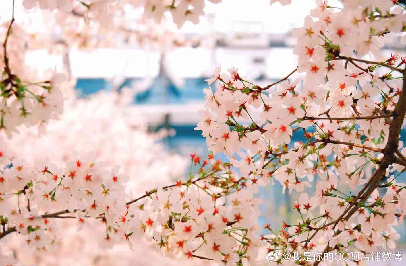 春日诗意：繁花与暖阳的浪漫邂逅