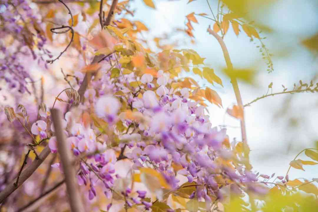 春日诗意：繁花与暖阳的浪漫邂逅