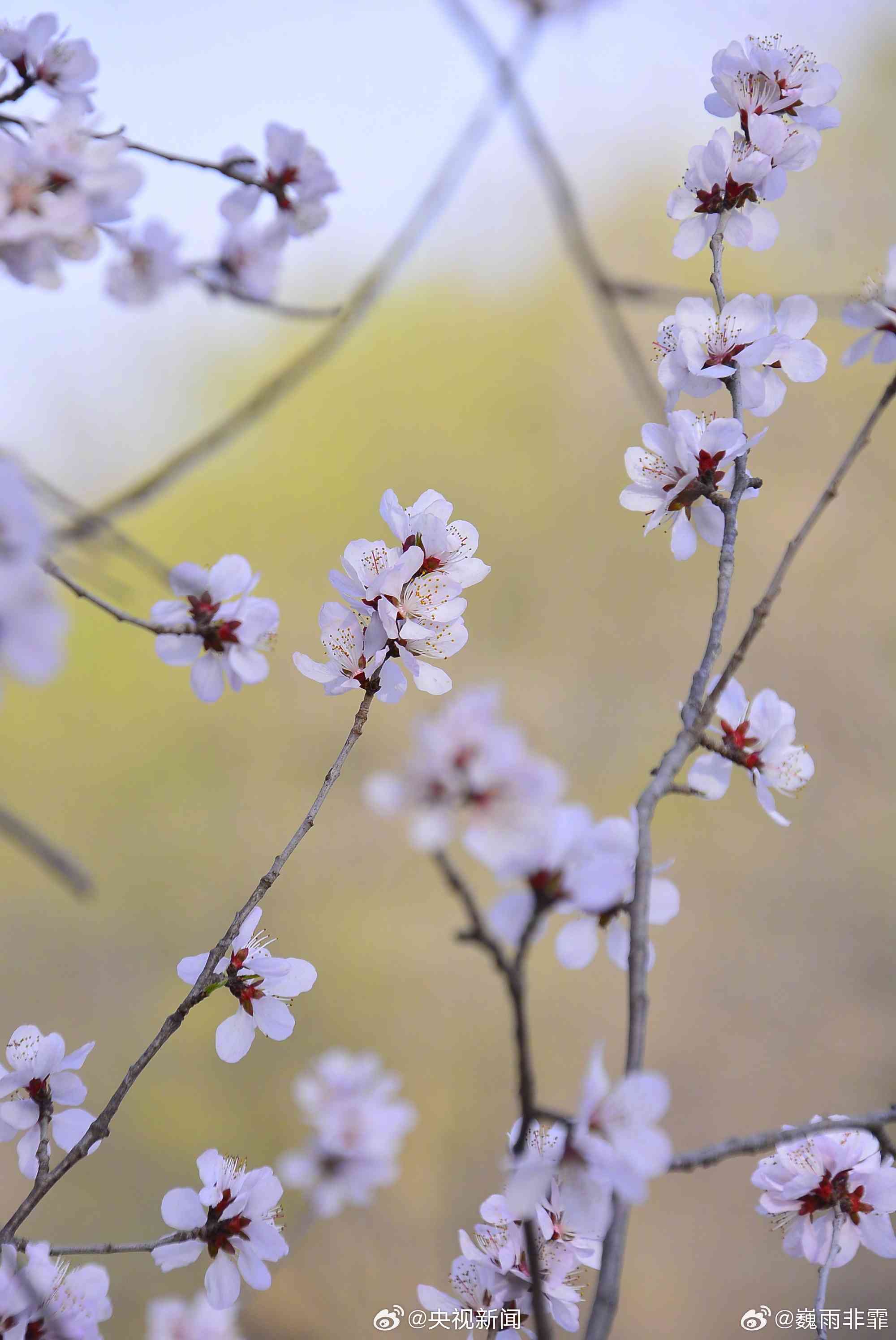 春日诗意：繁花与暖阳的浪漫邂逅