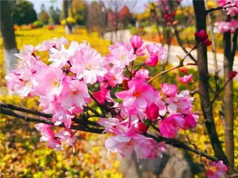 春日诗意：繁花与暖阳的浪漫邂逅