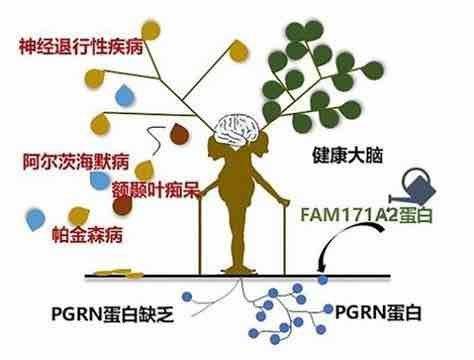 aif蛋白：探索其在细胞死亡、神经退行性疾病及治疗中的应用前景