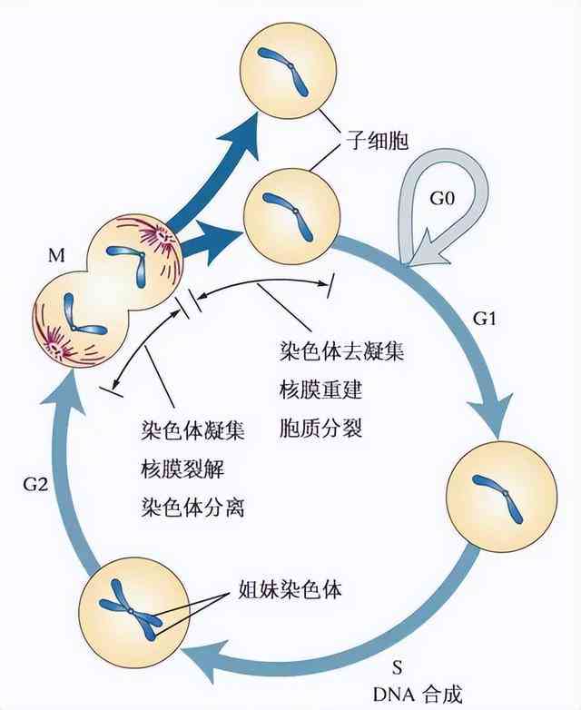 aif蛋白：探索其在细胞死亡、神经退行性疾病及治疗中的应用前景