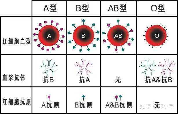 探究血液检测中A 型血型的含义与特点