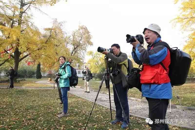 银杏拍照发朋友圈的句子：如何撰写拍照说说与文案，让银杏美景闪耀朋友圈？