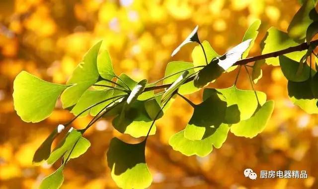 ai植物银杏拍照文案怎么写