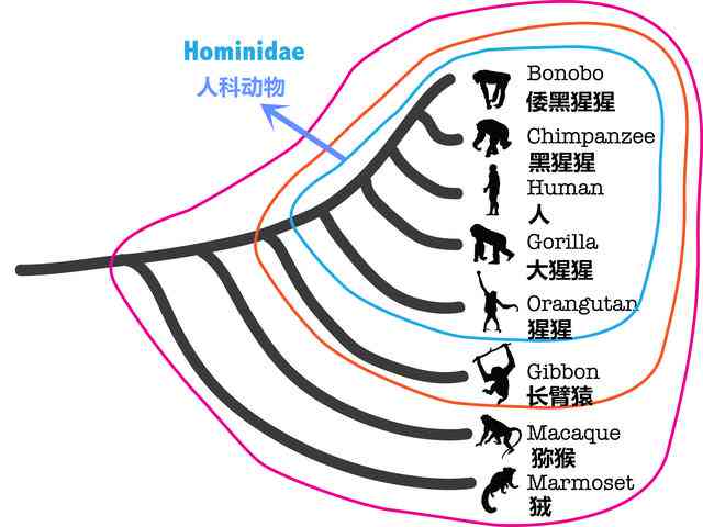 驯化：名词解释、过程与影响——从驯化水稻到驯化人类及拼音解析