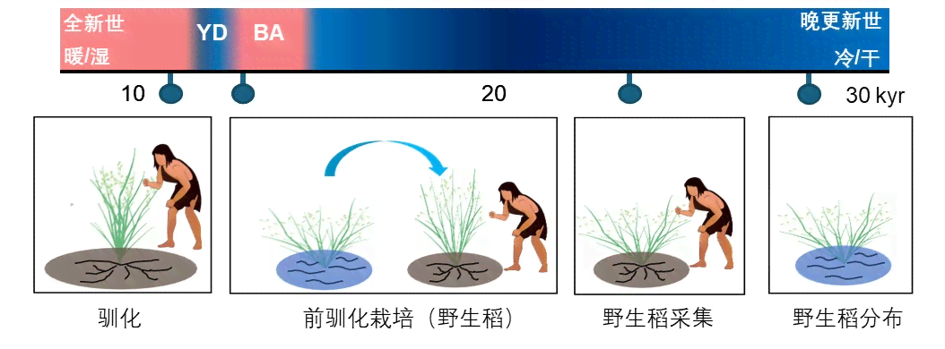 驯化：名词解释、过程与影响——从驯化水稻到驯化人类及拼音解析