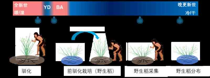 驯化：名词解释、过程与影响——从驯化水稻到驯化人类及拼音解析