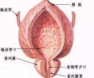 前列腺保健文案ai