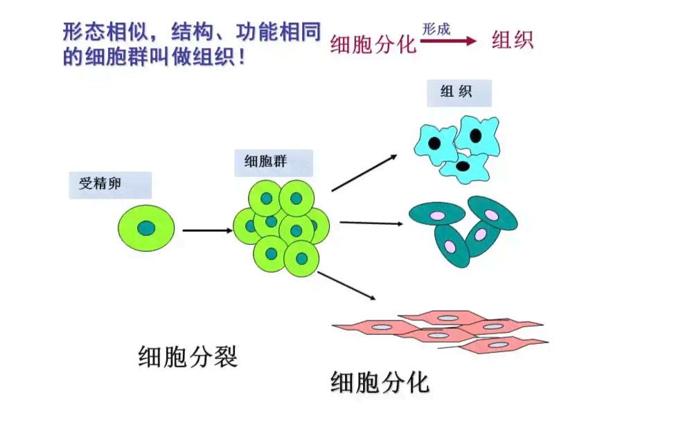 深入解析：细胞识别机制及其在生物学过程中的应用实例