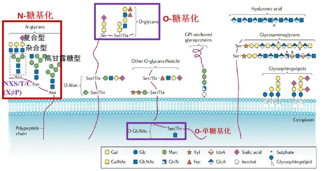 细胞识别：细胞识别名词解释及在细胞生物学中的应用与糖蛋白糖链的关系