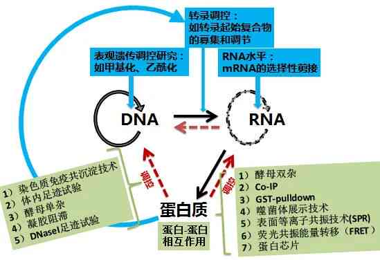 细胞识别：细胞识别名词解释及在细胞生物学中的应用与糖蛋白糖链的关系