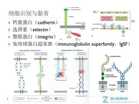 细胞识别：细胞识别名词解释及在细胞生物学中的应用与糖蛋白糖链的关系