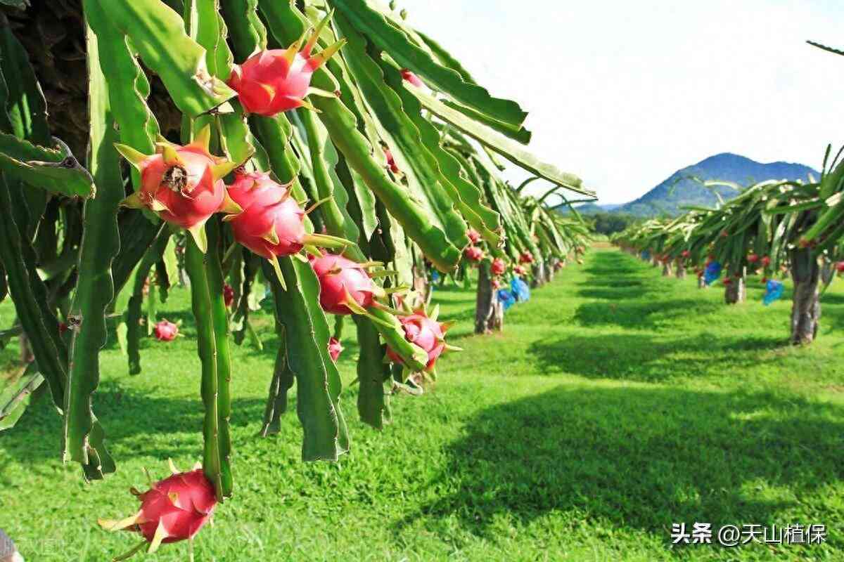 全面解析火龙果：种植、营养、食谱与应用指南