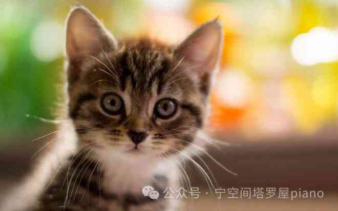 猫咪学乐园：小猫作业新篇章