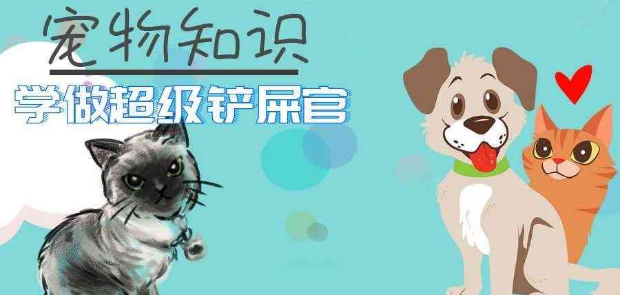 猫咪学乐园：小猫作业新篇章